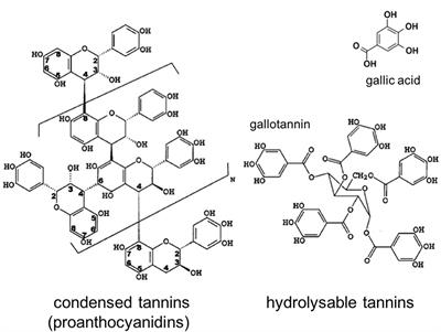 Unraveling the Importance of Polyphenols for Microbial Carbon Mineralization in Rewetted Riparian Peatlands